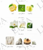 نت بویایی اسپلندور