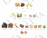 نت بویایی گودگرل