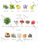نت بویایی پینو سیلوستر