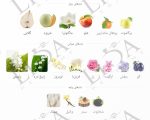 نت بویایی دیور جادور