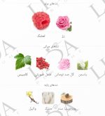 نت بویایی میدنایت رز