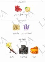 نت بویایی اینوکتوس ویکتوری