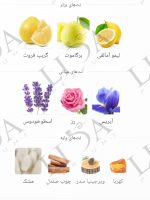 نت بویایی کازاموراتی مفیستو