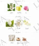 نت بویایی لالیک لامور