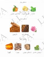 نت بویایی وان میلیون