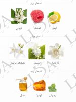 نت بویایی لیدی میلیون
