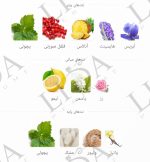 نت بویایی چنس شنل