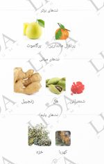 نت بویایی تامی ناو