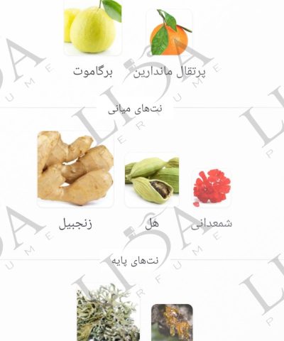 نت بویایی تامی ناو