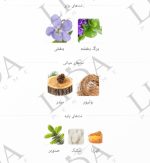 نت بویایی هی وود