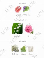نت بویایی اویدنس